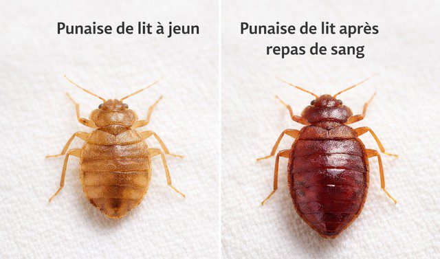 Comparaison de punaises de lit à jeu et après repas de sang