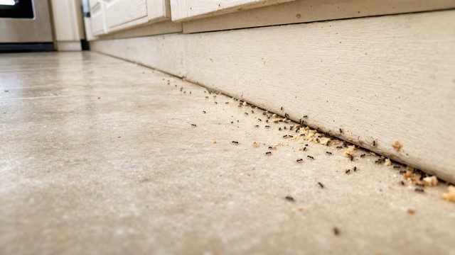 Escapade des fourmis dans la cuisine