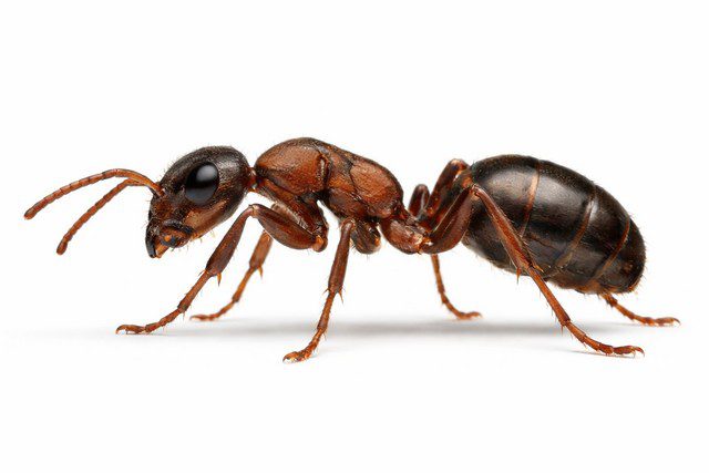 Fourmi en plein détail macroscopique