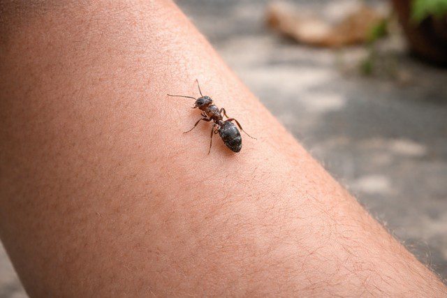 Fourmi sur une jambe humaine