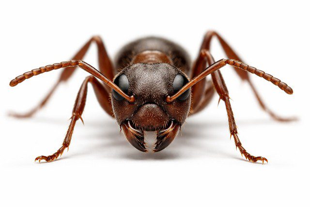 Gros plan sur la tête de fourmi