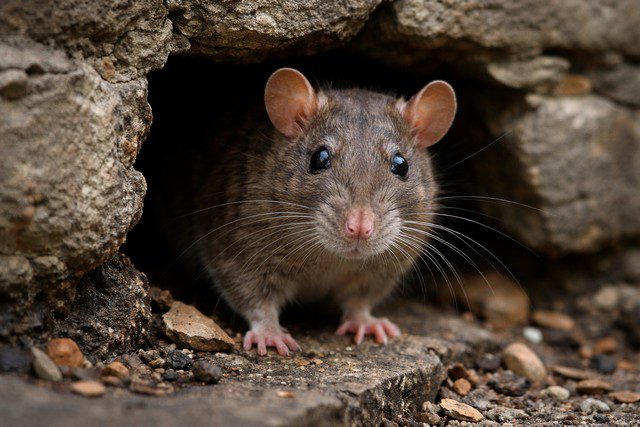 Rat sortant du trou dans le mur