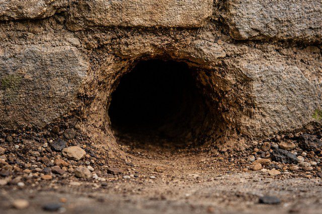 Trou de rat dans un mur ancien