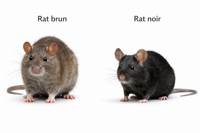 rat brun vs rat noir