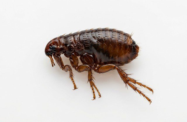 à quoi ressemble une puce