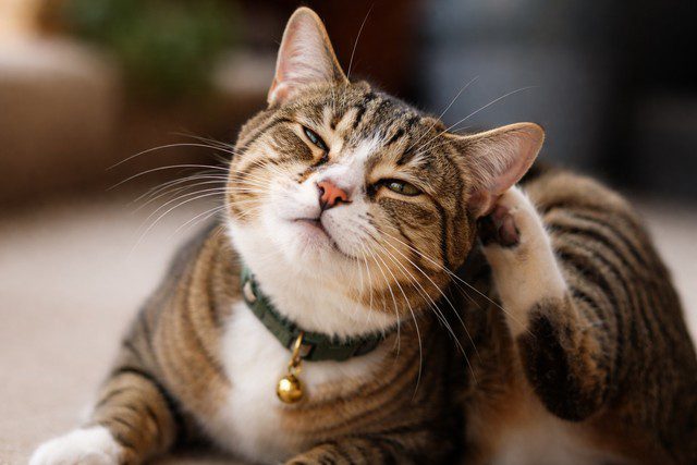 chat gris qui se gratte