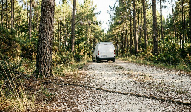 chenilles processionnaires se déplaçant sur le sol