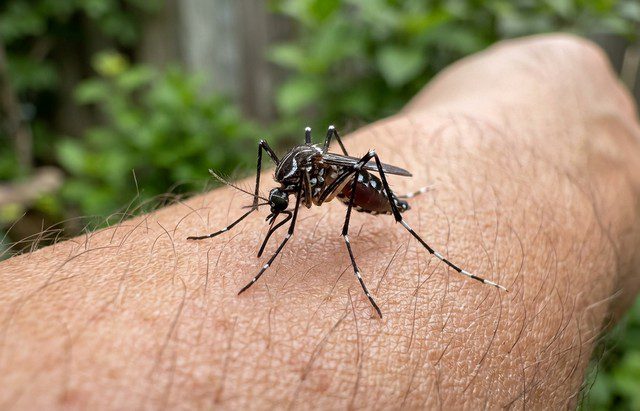 moustique posé sur un bras