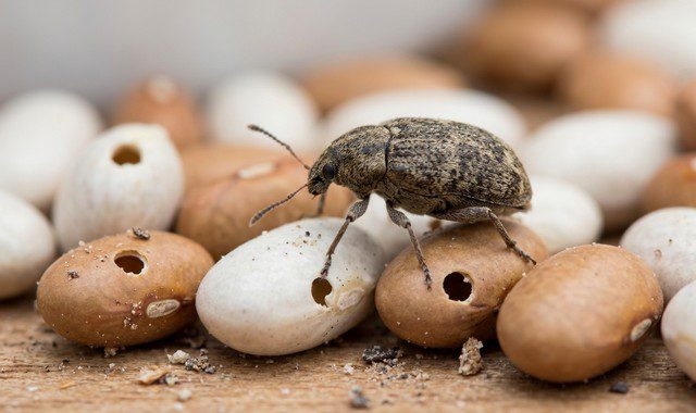 Bruche du haricot posé sur des grains d'haricots