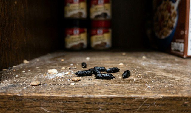 Crotte de souris fraiche