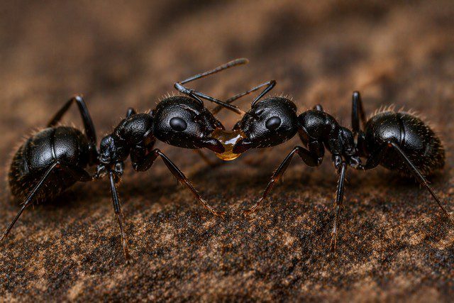 Deux fourmis noires échangeant une goutte de nourriture par trophallaxie en macro