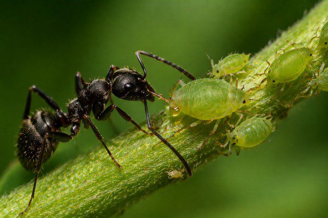 Fourmi noire Lasius niger en interaction avec pucerons verts produisant du miellat sur tige végétale