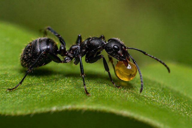 Fourmi noire Lasius niger transportant une goutte de miellat ambré sur feuille verte en macro