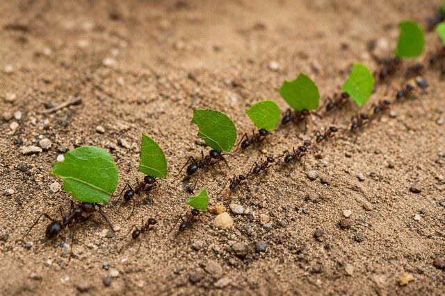 Fourmis Atta cephalotes transportant feuilles vertes en file sur sol tropical
