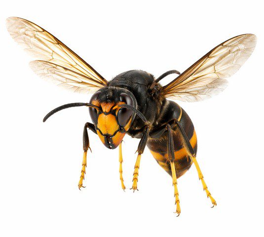 Frelon asiatique Vespa velutina en vol stationnaire vue de face – tête orangée thorax noir ailes déployées pattes jaunes pendantes fond blanc