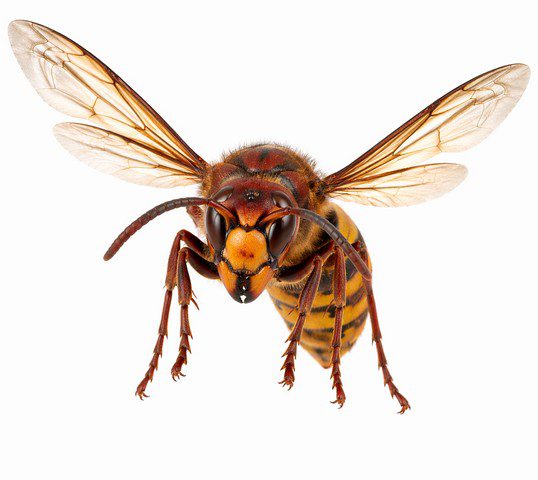 Frelon européen Vespa crabro en vol vue de face – tête brun rousse abdomen jaune à bandes noires ailes ouvertes fond blanc