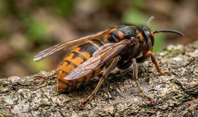 Frelon vue de profile avec dos visible