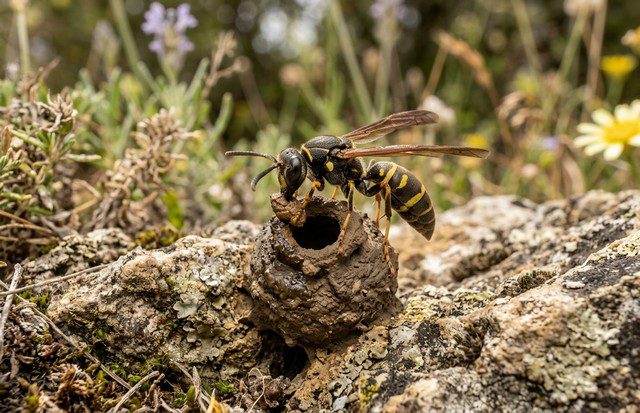 Guêpe maçonne