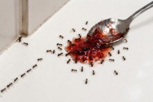 Invasion de fourmis noires autour de confiture sur plan de travail cuisine avec piste visible