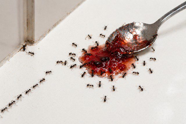 Invasion de fourmis noires autour de confiture sur plan de travail cuisine avec piste visible