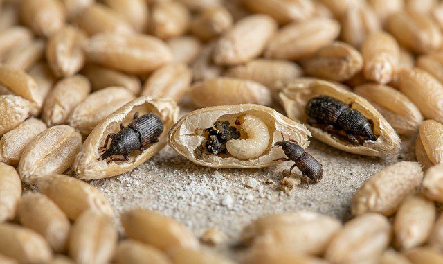 Larves de charançon du blé et des céréales