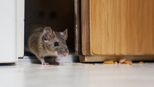 Petite souris dans la cuisine