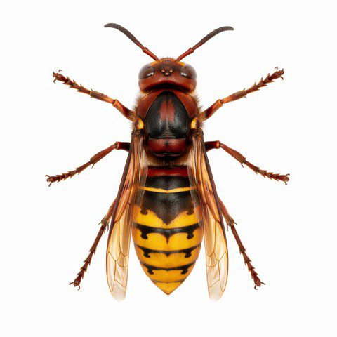 Vespa crabro ouvrière vue de dessus fond blanc – frelon européen thorax brun roux abdomen jaune rayé noir uniforme ailes translucides