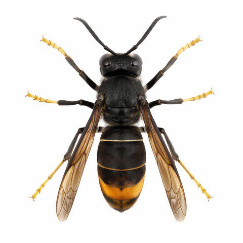 Vespa velutina nigrithorax ouvrière vue de dessus fond blanc – frelon asiatique corps noir velouté abdomen sombre avec segment orangé et pattes jaunes
