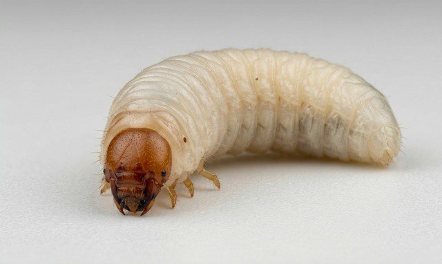 à quoi ressemble une larve de charançon