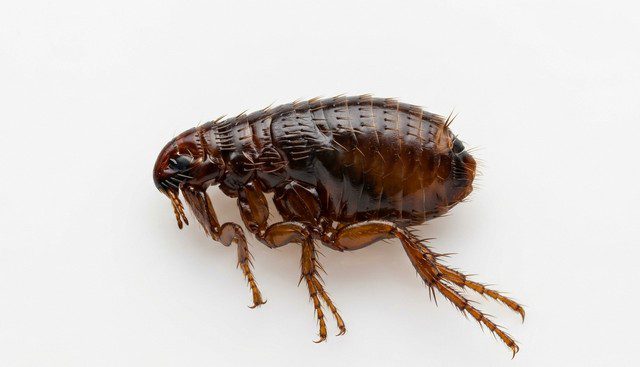 à quoi ressemble une puce