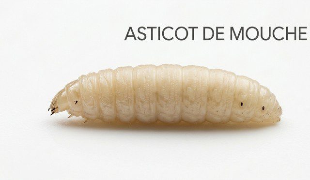 asticot de mouche