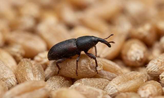 charançon est posé sur des grains de blé