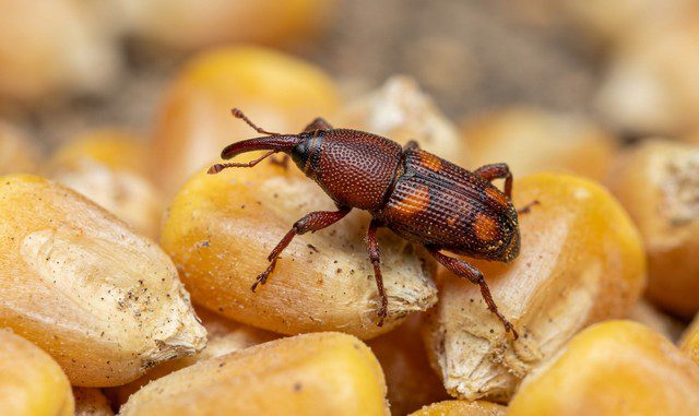 charançon est posé sur des grains de maïs