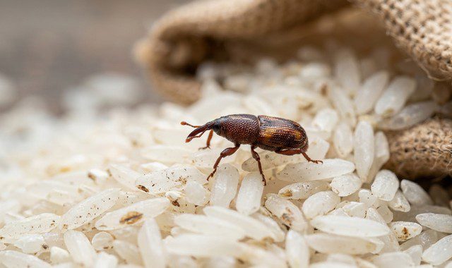charançon est posé sur des grains de riz