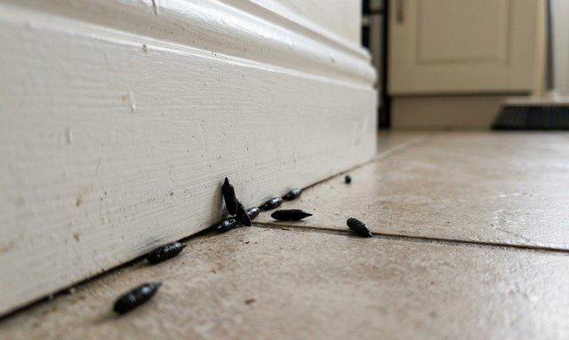 crottes de souris fraîches le long d’une plinthe de cuisine
