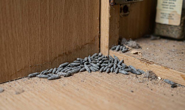 crottes sèches de souris à l’intérieur d’un placard de cuisine