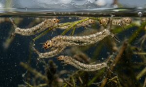 des larves de moustiques