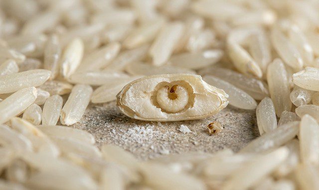 larve de charançon de riz