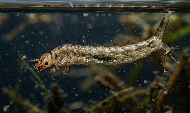 larve de moustique