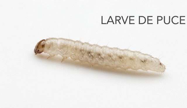 larve de puce fond blanc