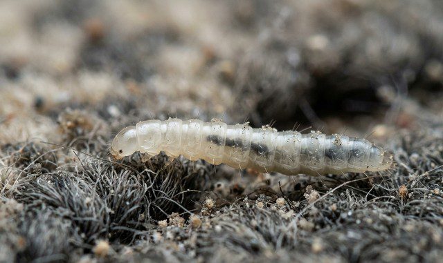 larve de puce vue de profil