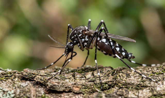 Aedes albopictus (moustique tigre)