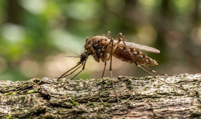 Moustique Culex pipiens