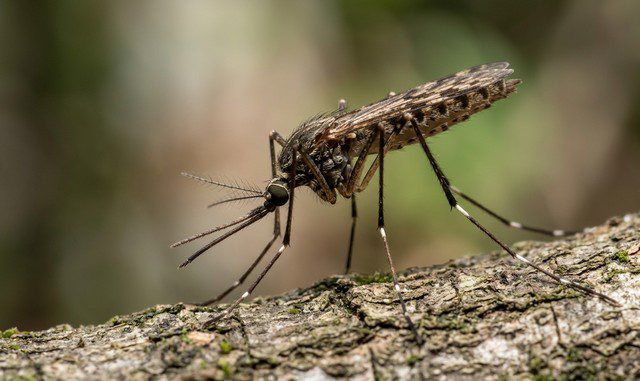 Moustique du genre Anophèles