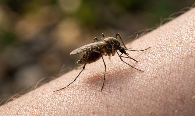 moustique en train de piquer une jambe