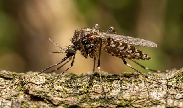 moustique vue de profil