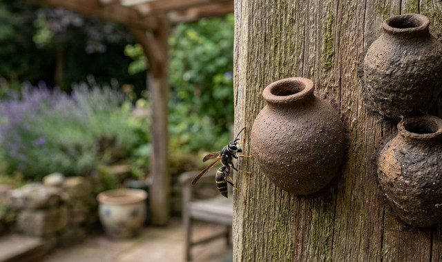 nid de guêpe maçonne