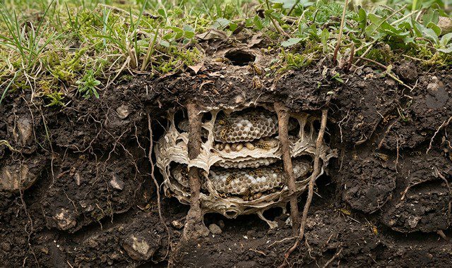 nid de guêpes dans la terre