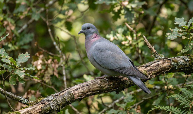 pigeon colombin (Columba oenas)