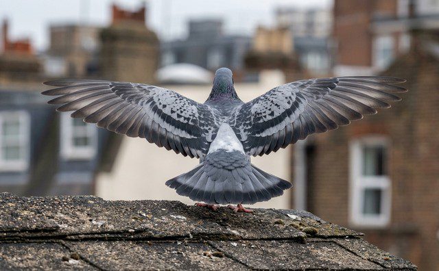 pigeon en train de déployer ses ailes